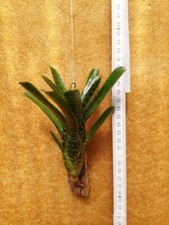 Neoregelia punctatissima