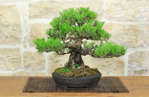 Bonsai pino nero thunbergii - pino,