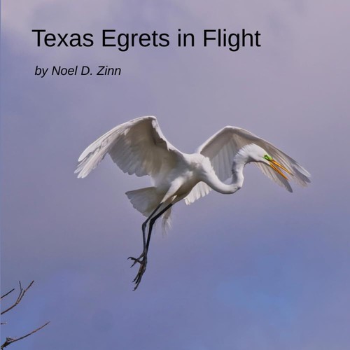 Zinn texas egrets in flight - egrets,