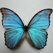 Farfalla Morpho