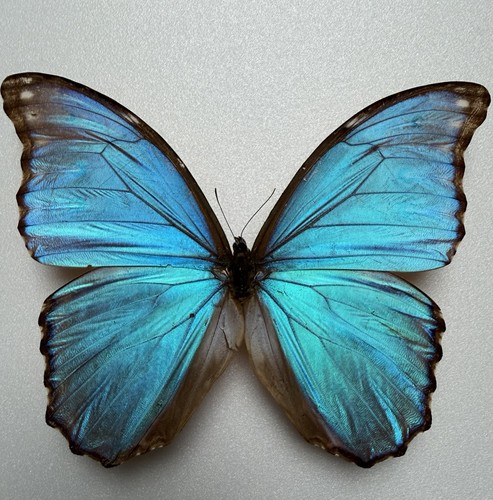Farfalla morpho - farfalla,