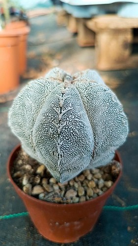 Astrophytum onzuka type - astrophytum,