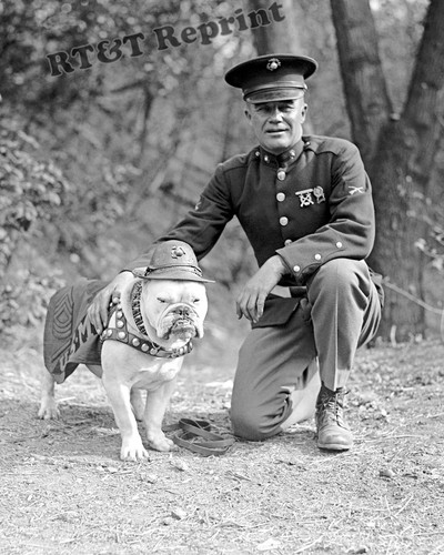 Usmc bulldog mascotte sgt - bulldog,