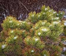 Pinus mugo var. mughus | Dwarf