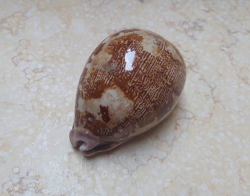 Cypraea mappa rosea huge - cypraea,