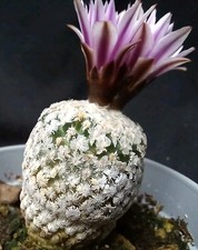 PELECYPHORA VALDEZIANUS