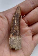 Dente di Spinosauro 6,5 cm -