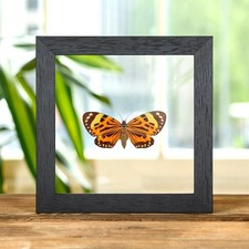 Boisduval's Tiger Taxidermy Moth in Clear Glass Frame (Chetone histrio)