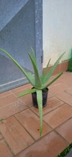 Pianta aloe vera in vaso