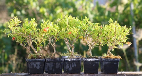 Piantine prebonsai melograno - prebonsai,