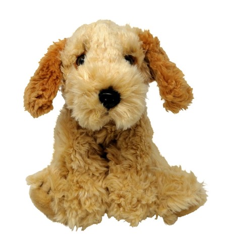 Barboncino albicocca cane - barboncino,
