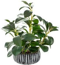 Pianta succulenta artificiale - pianta,