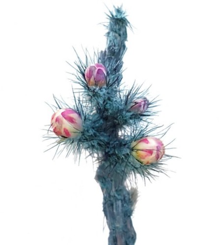 Peniocereus greggii 1000 seeds - 1000,