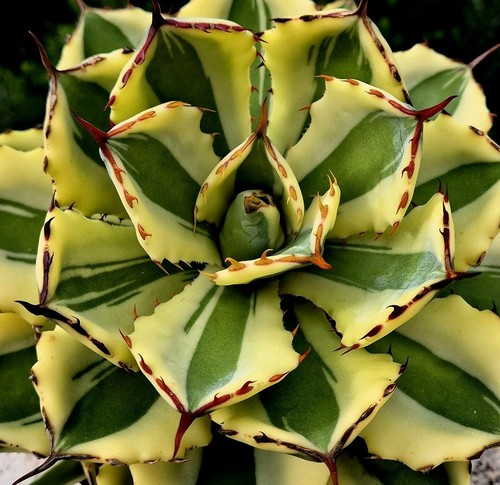 Agave potatorum super crown - super,