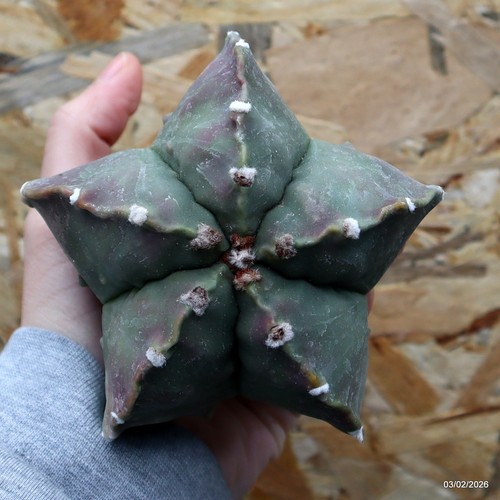 K035 astrophytum myriostigma - k035,