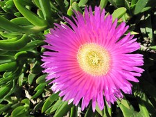 Carpobrotus Edulis