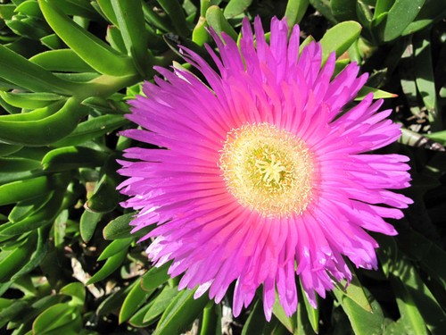 Carpobrotus edulis - carpobrotus,