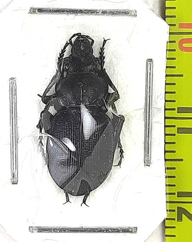 Carabidae callistene - carabidae,,