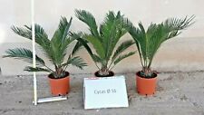 BELLE PIANTE di Cycas  vaso 16