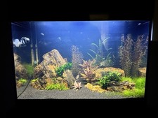 Acquario Askoll Pure Led L - Allestito