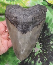 Dente di squalo megalodonte 6"