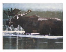 Quadro Scena di Caccia 52