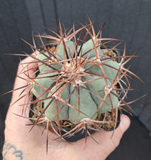 Echinocactus horizonthalonius