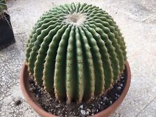 Echinocactus grusonii var. inermis L 18 cm H 15 cm (*)