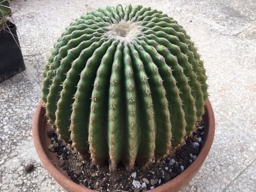 Cactus echinocactus grusonii - echinocactus,