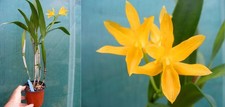Guarianthe - , (cattleya)