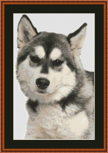 Kit punto croce cane siberiano