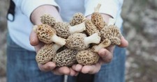 Morel Spore di Funghi in Sacco