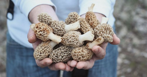 Morel spore funghi sacco - di, in