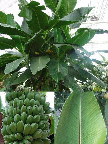 Musa sikkimensis pianta - musa,
