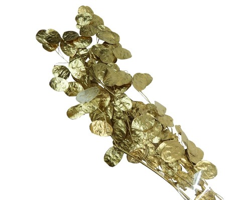 Lunaria oro fiori - lunaria,