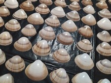 GRANDE LOTTO CONCHIGLIE DI