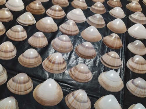 Grande lotto conchiglie - conchiglie, di
