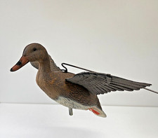 STAMPO GERMANO FEMMINA IN VOLO