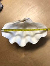 Guscio di artiglio gigante