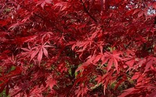 Acero Rosso Giapponese "Acer