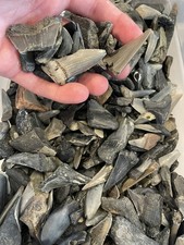 Lotto di 20 denti di squalo
