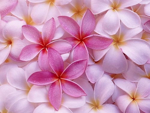 Taglio piante plumeria - taglio,