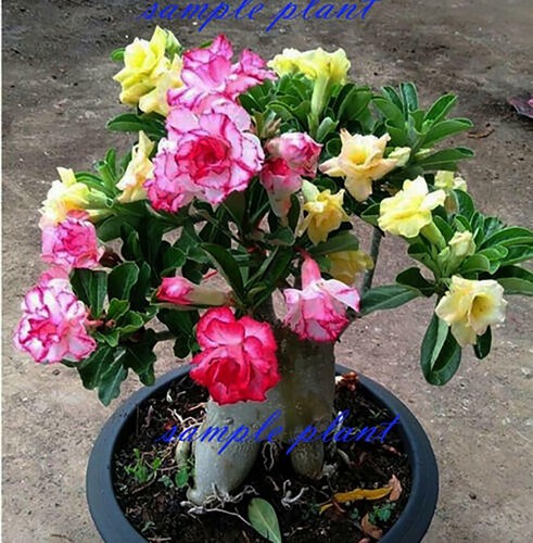 Adenium obesum colori una - 5, in