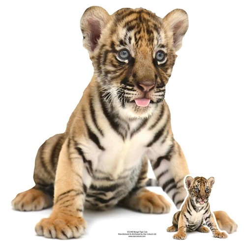 Tigre del bengala - del,