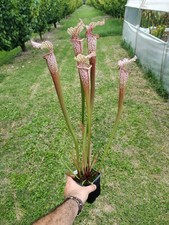 Sarracenia Leucophylla