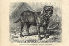 Stampa antica CANE MOLOSSO