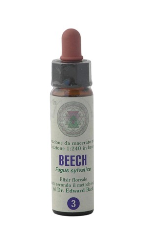 Beech princeps fiori di - beech,