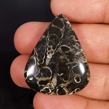 Cabochon di pera fossile Turritella naturale 48,25 carati. Pietra preziosa sc...