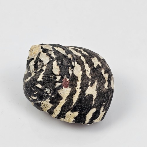 Conchiglia cittarium pica - conchiglia,