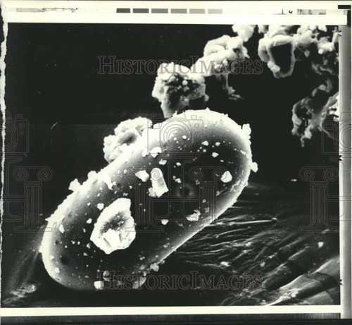 1971 stampa foto luna suolo - foto,